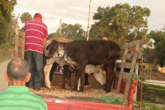 Entrega de novillas